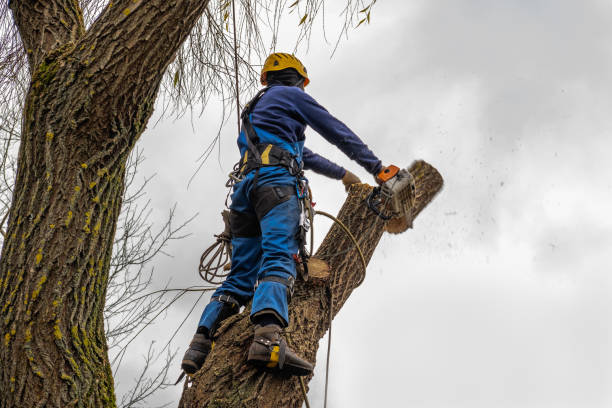 How Our Tree Care Process Works  in Pine Island, TX